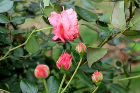 玫瑰花