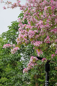 紫荆花
