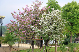 紫荆花