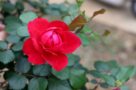 玫瑰花