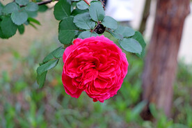 玫瑰花