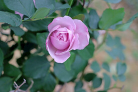 玫瑰花