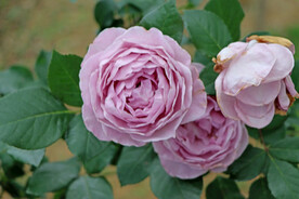 玫瑰花