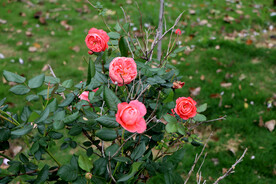 玫瑰花