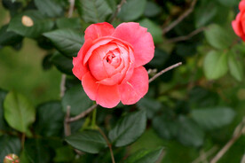 玫瑰花