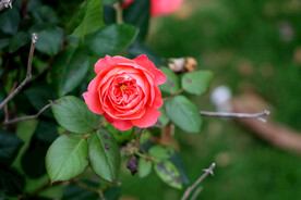 玫瑰花