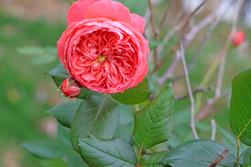玫瑰花