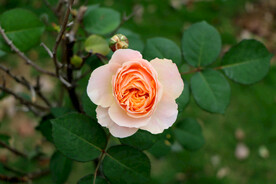 玫瑰花