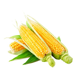 玉米