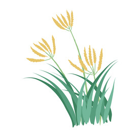 芦苇 