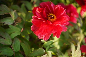 红色牡丹花