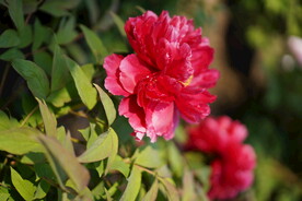 春天红色牡丹花