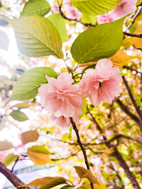 春天粉色重瓣樱花