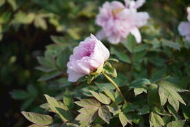 粉色牡丹花