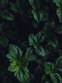 绿色植物