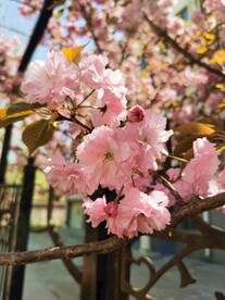 樱花