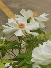 白牡丹
