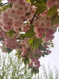 樱花