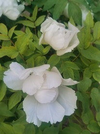白牡丹
