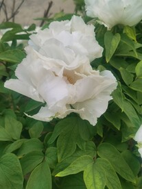 白牡丹
