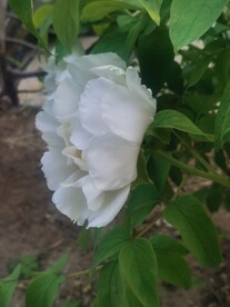 白牡丹