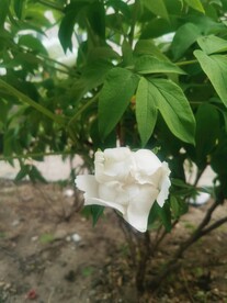 白牡丹