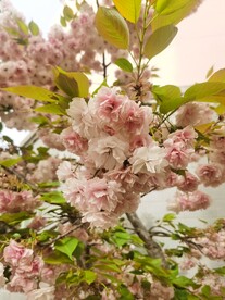 樱花