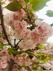 樱花