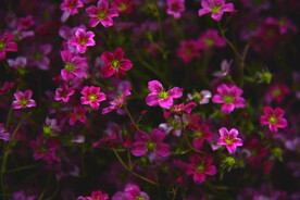 紫色小花