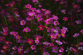 紫色小花