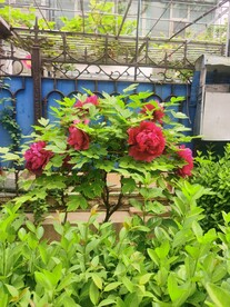 红牡丹