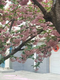 樱花