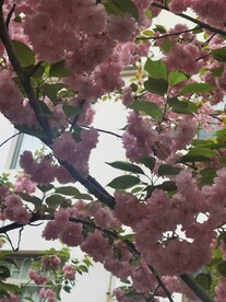樱花