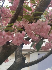 樱花