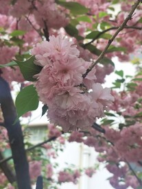 樱花