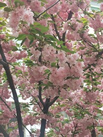 樱花