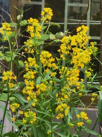 油菜花