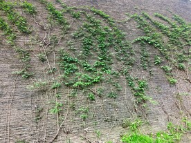 凌霄花藤蔓
