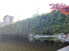 桥上常春藤