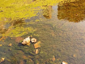 河底水藻苔藓