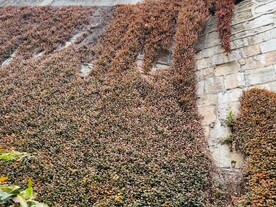 石莽草