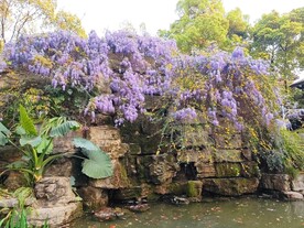 紫藤花假山