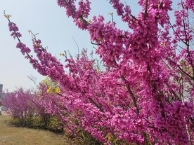 紫荆花开