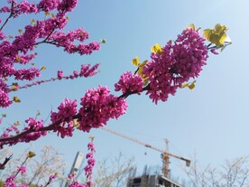 紫荆花枝头