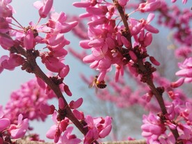 蜜蜂采蜜紫荆花