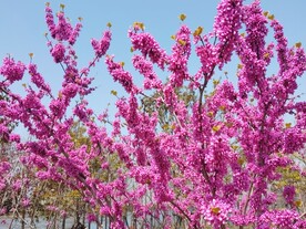 紫荆花