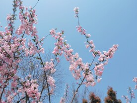 美丽海棠花