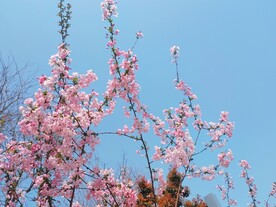 海棠花盛开