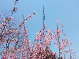 粉色海棠花