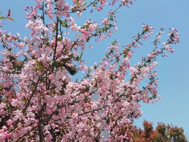 海棠花开